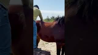 *INSTANT REACTION* WATCH THIS HORSE PROCESS HIS ADJUSTMENT  Animal Chiropractor