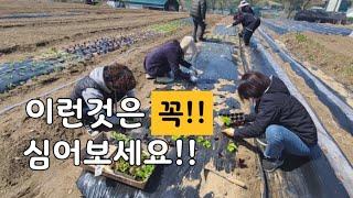 3-5월 봄 주말농장에 심을 작물들