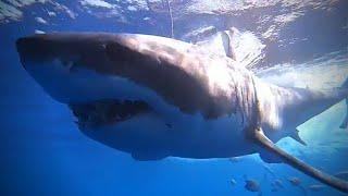 Ginormous Shark Steals Food From Fish