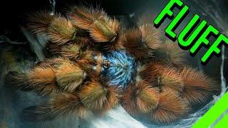 10 FLUFFY Tarantulas YOU HAVE To See To BELIEVE!