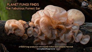 The Fabulous Forest Ear - Planet Fungi Finds with Stephen Axford