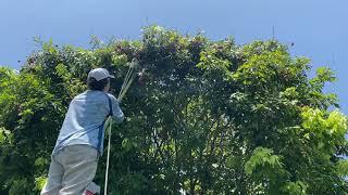 Sweetheart Lychee harvest