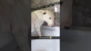 #dog#funny#funnyanimals#cats #cutecats #foryou #funnyvideos