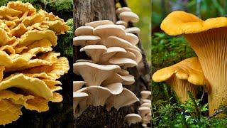  3 Easily Identifiable Edible Wild Mushrooms! Chicken Of The Woods, Oyster Mushroom, Chanterelle!