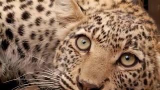 The Leopard Conservation Project - What we do