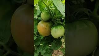 Чем подкормить томаты в августе, чтобы они выросли более крупными и вкусными.