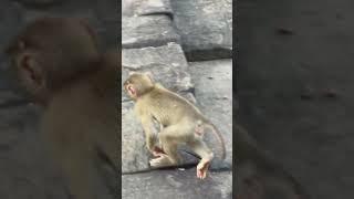 short of baby monkey  116  #monkey #adventure #adventure #adventure #animals #explore #babymonkey