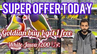 Mashalla goldian | Java | lovebirds or exotic birds par boht par offer | Islamabad pets