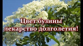 Цвет бузины - лекарство долголетия!