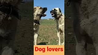 Dog barking video#whatsapp status#07kviral#shorts