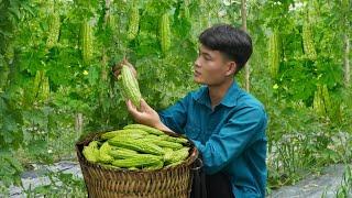 Harvesting bitter melon, Going to the market to sell, Cooking, Forest life