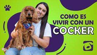  ¿ COMO ES VIVIR CON UN COCKER SPANIEL ? 