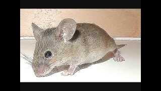 Alarmed mouse squeaking  - Sounds