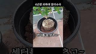 수국 가꾸기 개빡쎈 난이도 4년째 도전중? #gardening #flowers #hydrangea
