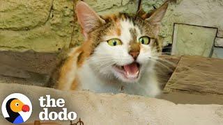 Hissing Cat Has Babies In This Woman's Garden | The Dodo