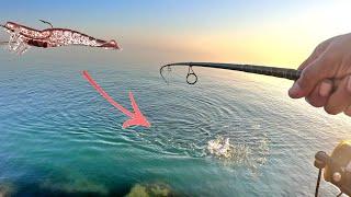 Jetty Fishing with a D.O.A shrimp* Quick limits!!  (Catch and Cook)