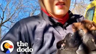 She Spotted Puppies in Trouble — What She Did Next Will Amaze You | The Dodo