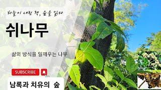 하늘이 내린 책, 숲을 읽다(삶의 방식을 일깨워주는 나무 - 쉬나무 편)