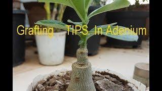 6 easy Tips for successful ADENIUM GRAFTING in 4K