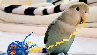 Tips to Help a Bird Stop Biting! *Top 5 parrot HACKS*