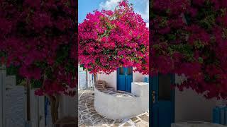 Бугенвилия, в моей коллекции 5 штук, они пока малышки и еще не цвели#flowers #garden #сад