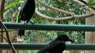 Currawong singing "excuse me" super loud!