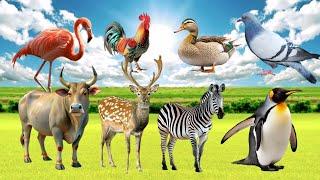 Bustling Animal World Sounds Around us: Cow, Penguin, Zebra, Chicken, Duck, Pigeon, Deer, Flamingo