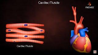 Cardiac Muscle Physiology Animation