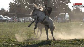 GRAN RUEDA 50 CABALLOS categorías  CLINA  y GURUPA SEP 2024