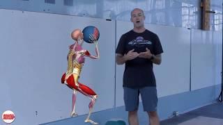 The Wall Ball | Anatomical analysis