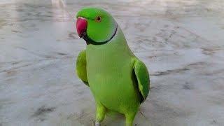 Indian Ringneck Parrot Random Sounds