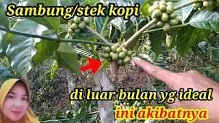 RESIKO SAMBUNG/STEK KOPI DILUAR BULAN YANG IDEAL UNTUK PENYAMBUNGAN