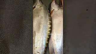 knife big fish বিশাল বড় নদীর তাজা চিতল মাছ मछली 