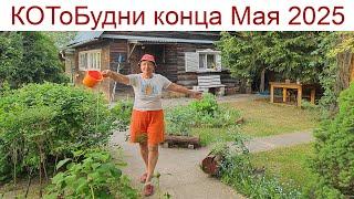 КОТоБудни конца мая или Приключения Красной Шапочки в маленькой деревне на краю леса