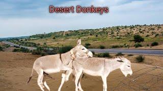 Donkey Diaries: Unveiling the Charms of these Equine Beauties"The Story of Domestic Donkeys"