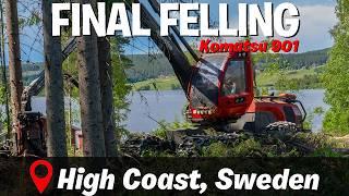 FINAL FELLING IN THE HIGH COAST | TIMELAPSE