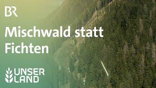 Bergwaldoffensive: Mischwald statt Fichten | Unser Land | BR Fernsehen