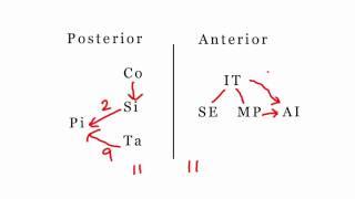 Origins of the Intercostal Arteries