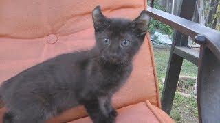 Exotic Black Lynx Highlander Kitten