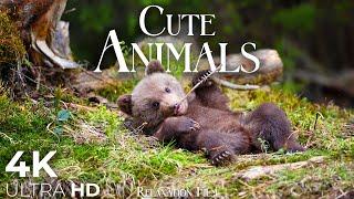 Cute Baby Animals  4K - Relaxation Film with Peaceful Relaxing Music and Animals Video Ultra HD
