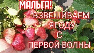 /Сколько дает Мальга с куста, за первую волну!/