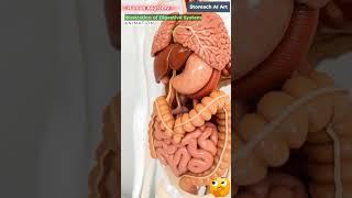 Animation of Digestive System | Stomach AI Art | 05