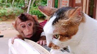 LiBi imitate what ever cats do.. cnt stop to laugh.