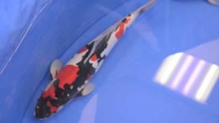 46. All Japan Koi Show - Koinet Winner 2015