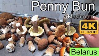 Penny Bun Mushroom in Belarus