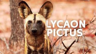 Wild Dogs of Zimbabwe: A Rare Glimpse Into Their World 