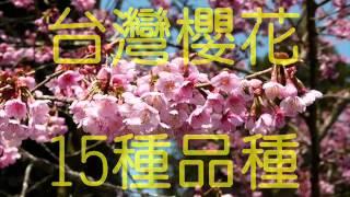 台灣櫻花～15種品種～