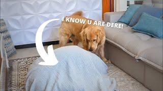 Trying Funny TikTok Trends On My Golden Retriever