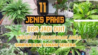 11 JENIS PAKIS /PAKU FERN BESERTA NAMANYA