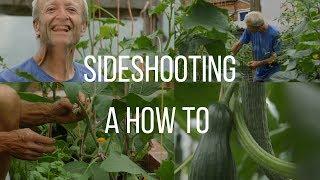 Side-shooting and training cordon tomatoes, cucumber, aubergine undercover